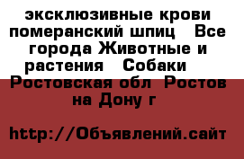 эксклюзивные крови-померанский шпиц - Все города Животные и растения » Собаки   . Ростовская обл.,Ростов-на-Дону г.